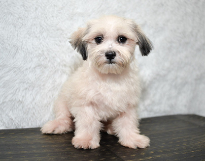 Best Cavalier Puppies for Sale in Texas