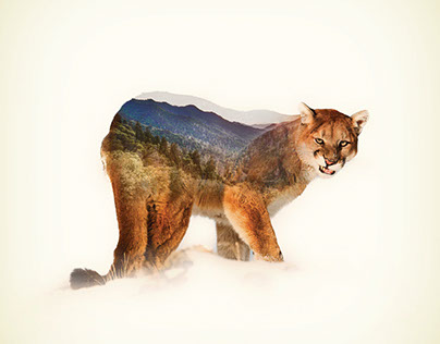 Mountain Lion - Double Exposure Series