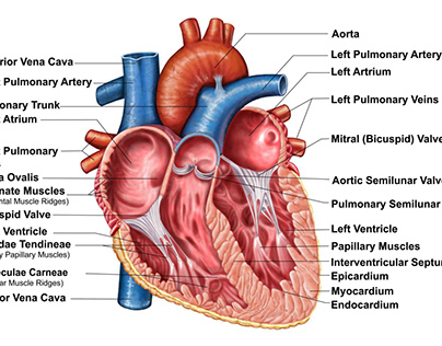 The Basic Anatomy of the Heart Wall