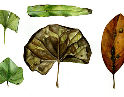 Watercolor Leaf Studies