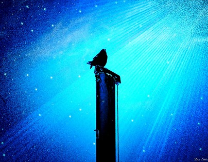 Little Night Bird