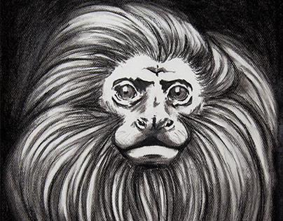 Black-faced Lion Tamarin from the RED List