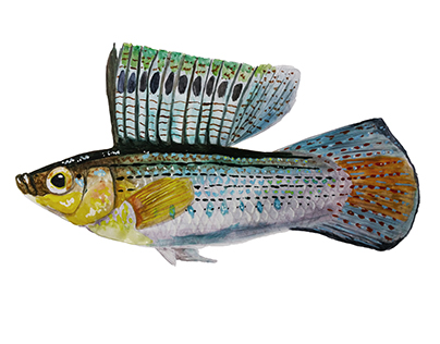 Common Tropical Aquarium Fish