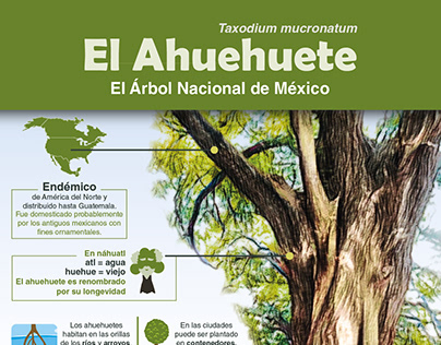 Infografía forestal "El Ahuehuete"