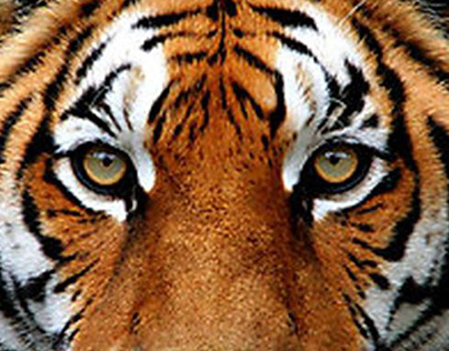 Fangtasia City Zoo-Tiger