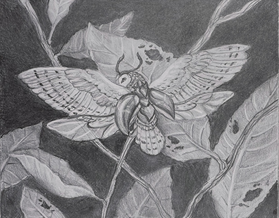 Owl Beetle - Traditional Pencil Art