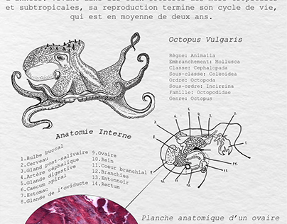 Physiologie interne de la pieuvre