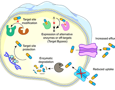 A simple illustration of bacterial AMR
