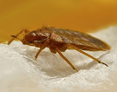 Pest control bed bugs in Birmingham