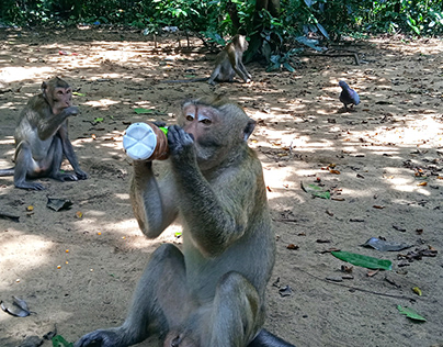 Monkeys Drink Water Provided By Visitors