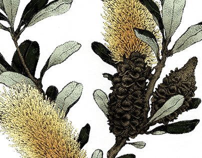 Project thumbnail - Banksia