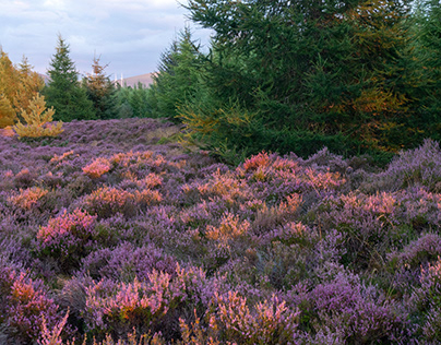 Summer riding Inverness-shire heather in bloom