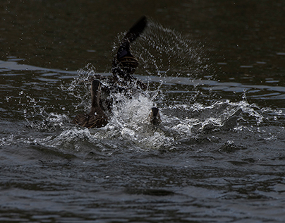 Pacific Black Ducks on Kennington reservoir