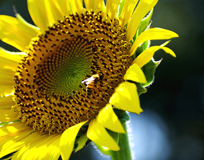 Sunflower and honey bee