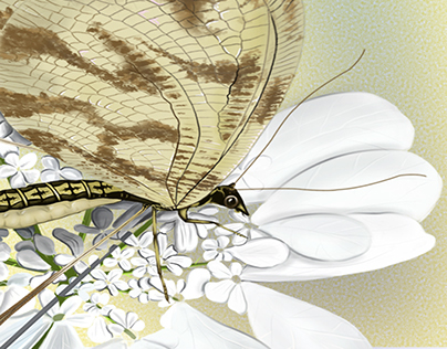 Entomological Illustration-Nemoptera Sinuata