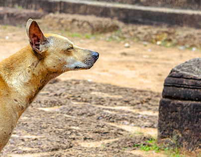 Temple Dog, Angkor Wat Temple Complex, Cambodia