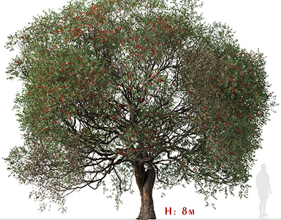 Corymbia ficifolia Tree ( Red flowering gum )