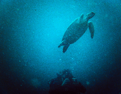 Sea Turtle above diver