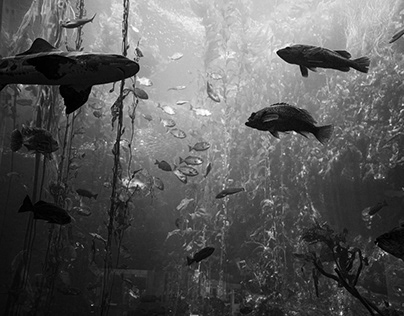 2016. Monterey Bay Aquarium
