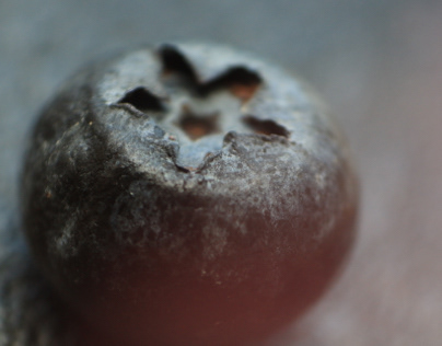 Macro Photography of a blueberry