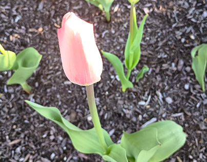 Pale Pink and White Tulip