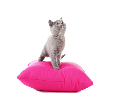 Premium Cat Litter Pads For Breeze Tidy That Elevate