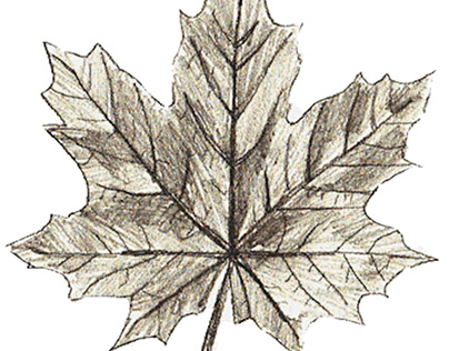 How to draw leaves