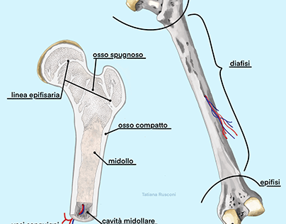 femur, internal and external