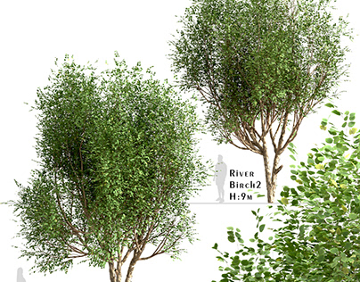 Set of River Birch Trees (Betula Nigra) (2 Trees)