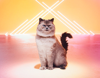 Meow Mix | Meow Remix