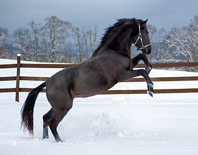 Winter Equestrian: First Snow in Upstate New York