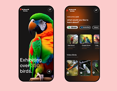 Birds App ui design