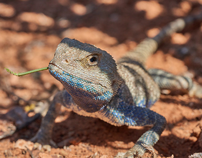 Steppe Agama Lizzard