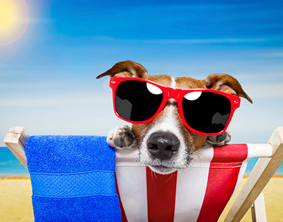 Stephanie Taunton | Keep Your Pets Safe In Summer