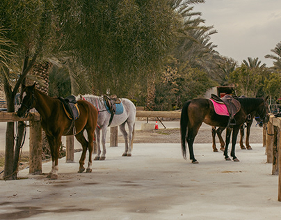 Desert Horse Riding- My Escape