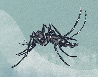Project thumbnail - Aedes Aegypti and the danger of DENGUE.