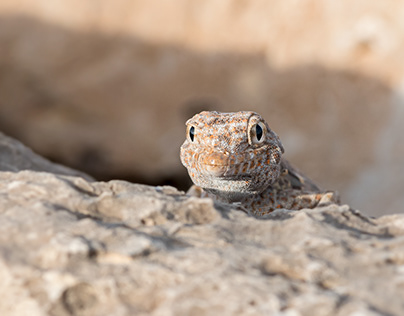 Rock semaphore gecko - Reptile of the Middle East