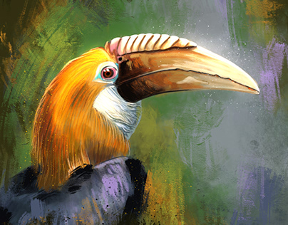 Hornbill Bird