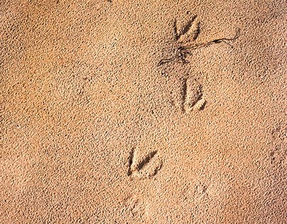 Avian Footsteps