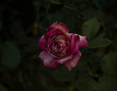 Роза - Одиночество