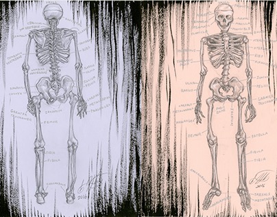 Muscle Figure and Skeleton Studies