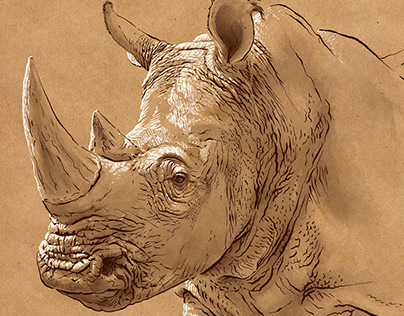 Rhino - San Diego Zoo Wildlife Alliance