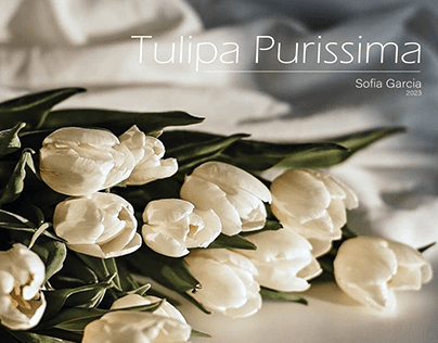 Tulipa Purisima Collection