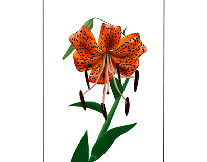 Botanic illustration no.2 - orange tiger lily