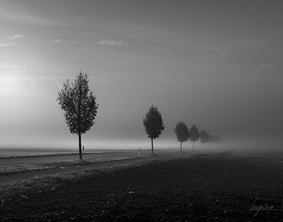 Sunlight in the fog