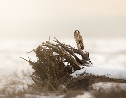 Short-eared owls: winter 2021/22