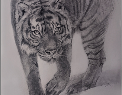 Tiger, pencil