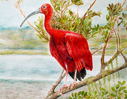 Ilustração Guará (Eudocimus ruber)