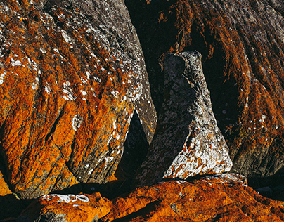 the lichen, Shearwater.