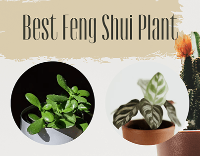 Best Feng Shui Plants for Good Energy